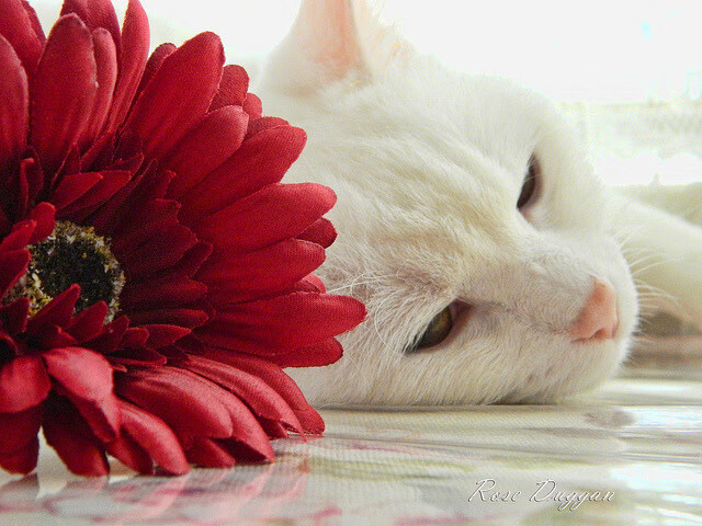 WNBA纽约自由人估值达4.5亿美元，创女子体育队伍新纪录，纽约自由人比赛