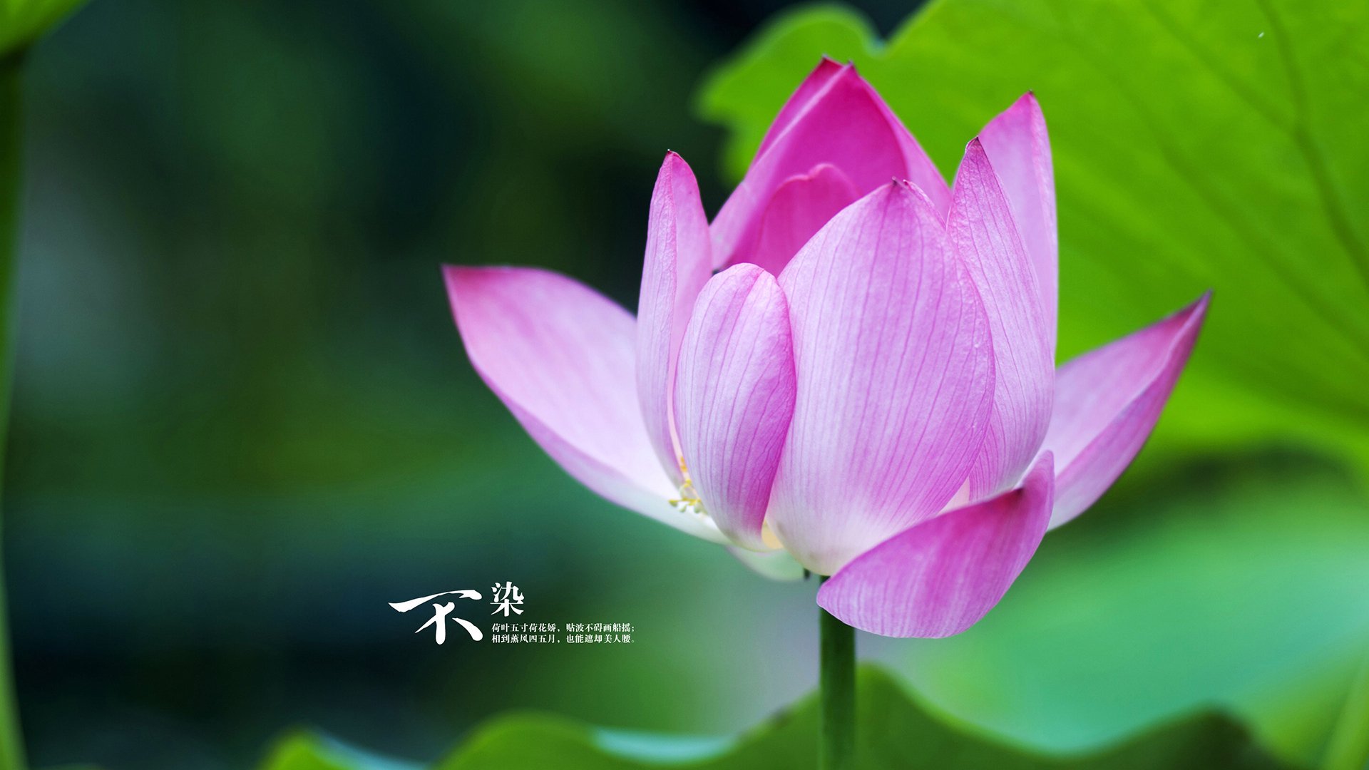 _魔术补强阵容，逆境中坚韧不拔_，魔术cull