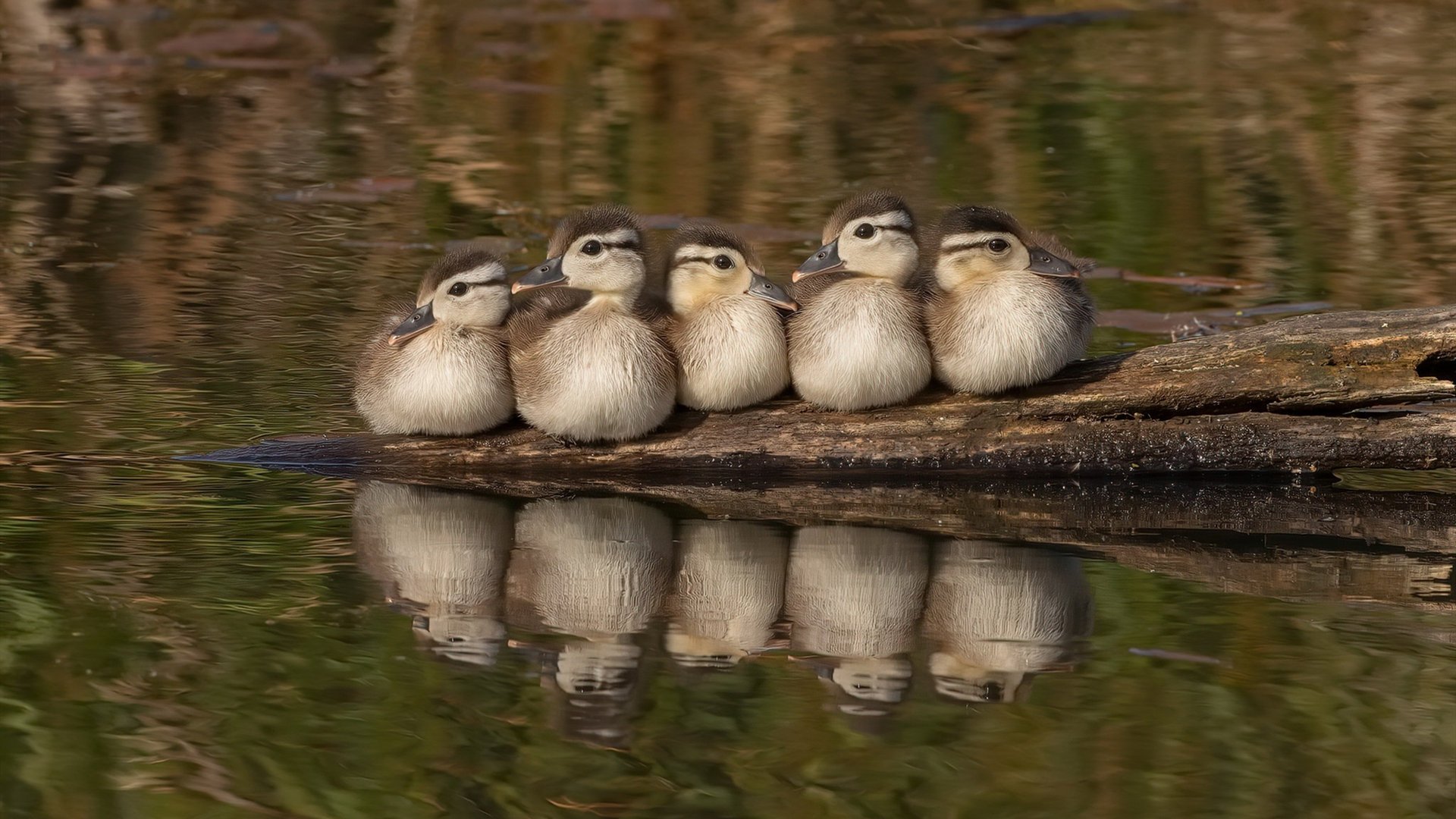 从淘汰赛到冠军：球队的欧冠“成长之路”，欧冠淘汰赛机制