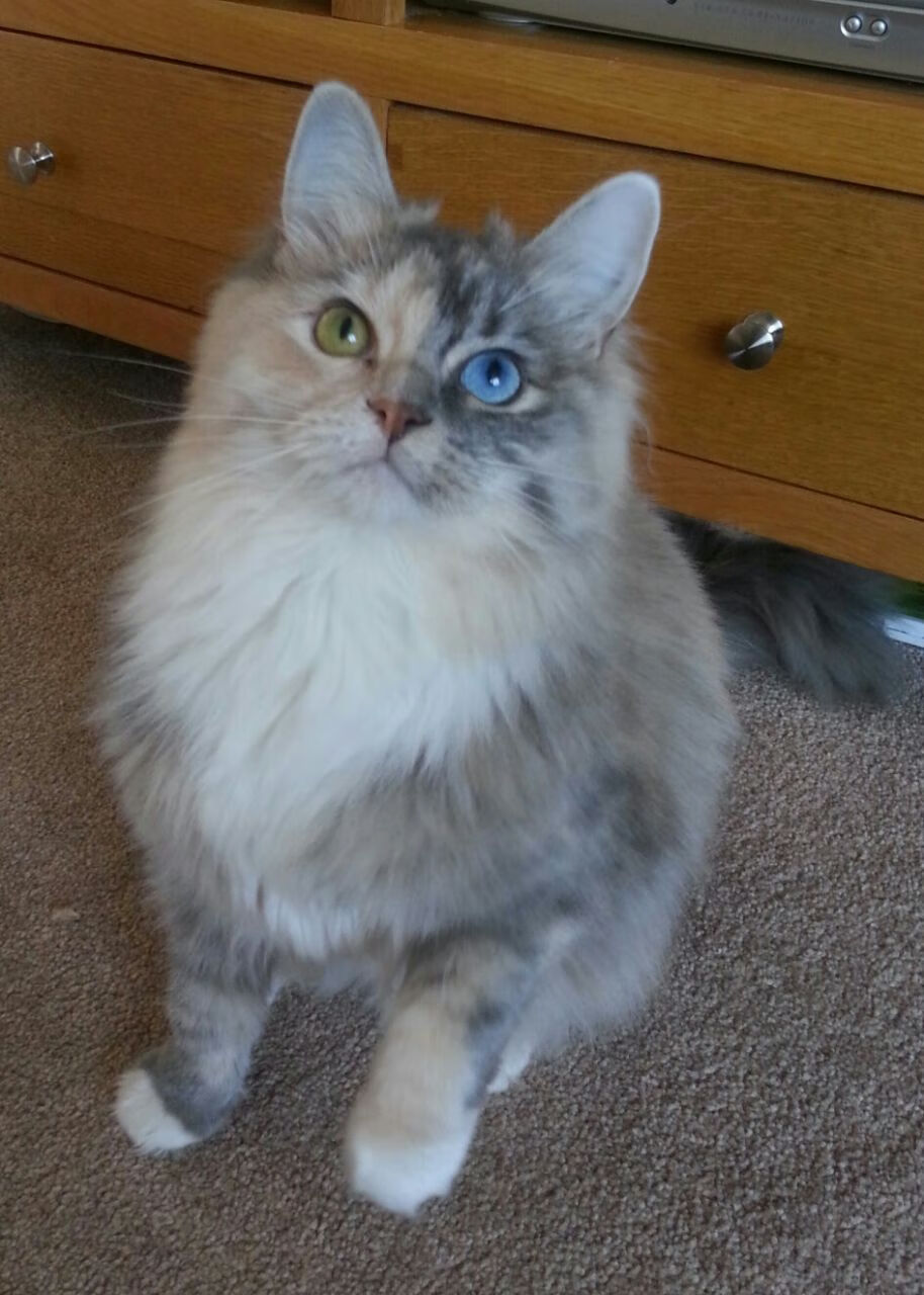 博洛尼亚作战失利,洛杉矶队前途不测,博洛尼亚首发