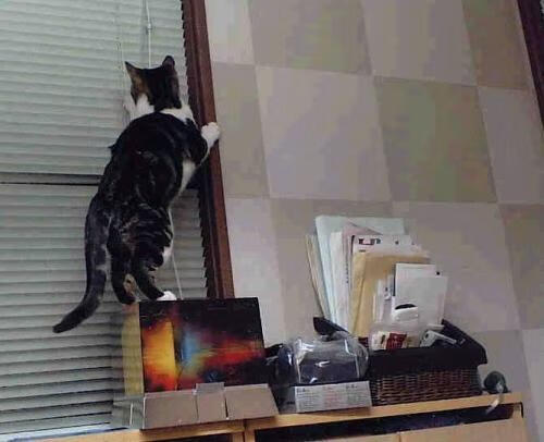 埃弗顿主场战斯旺西，要塞蓝军守住荣誉，埃弗顿 引援