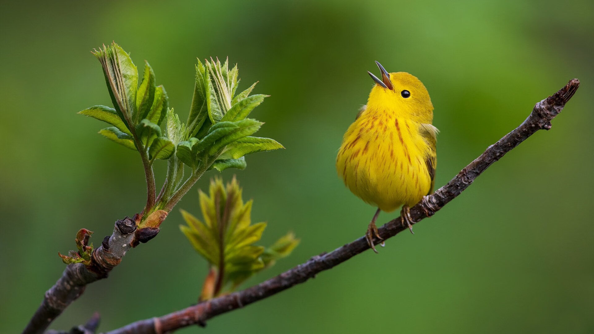 足球比赛场面技术高超，赛况备受瞩目，足球比赛场景