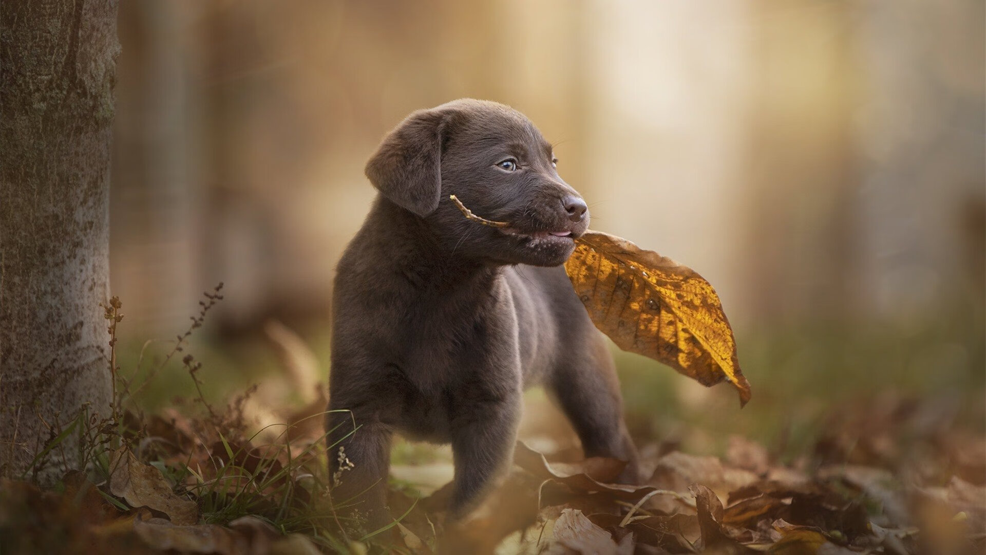 德甲会员制改革对票价政策与球迷忠诚度影响,德甲球票一般多少钱