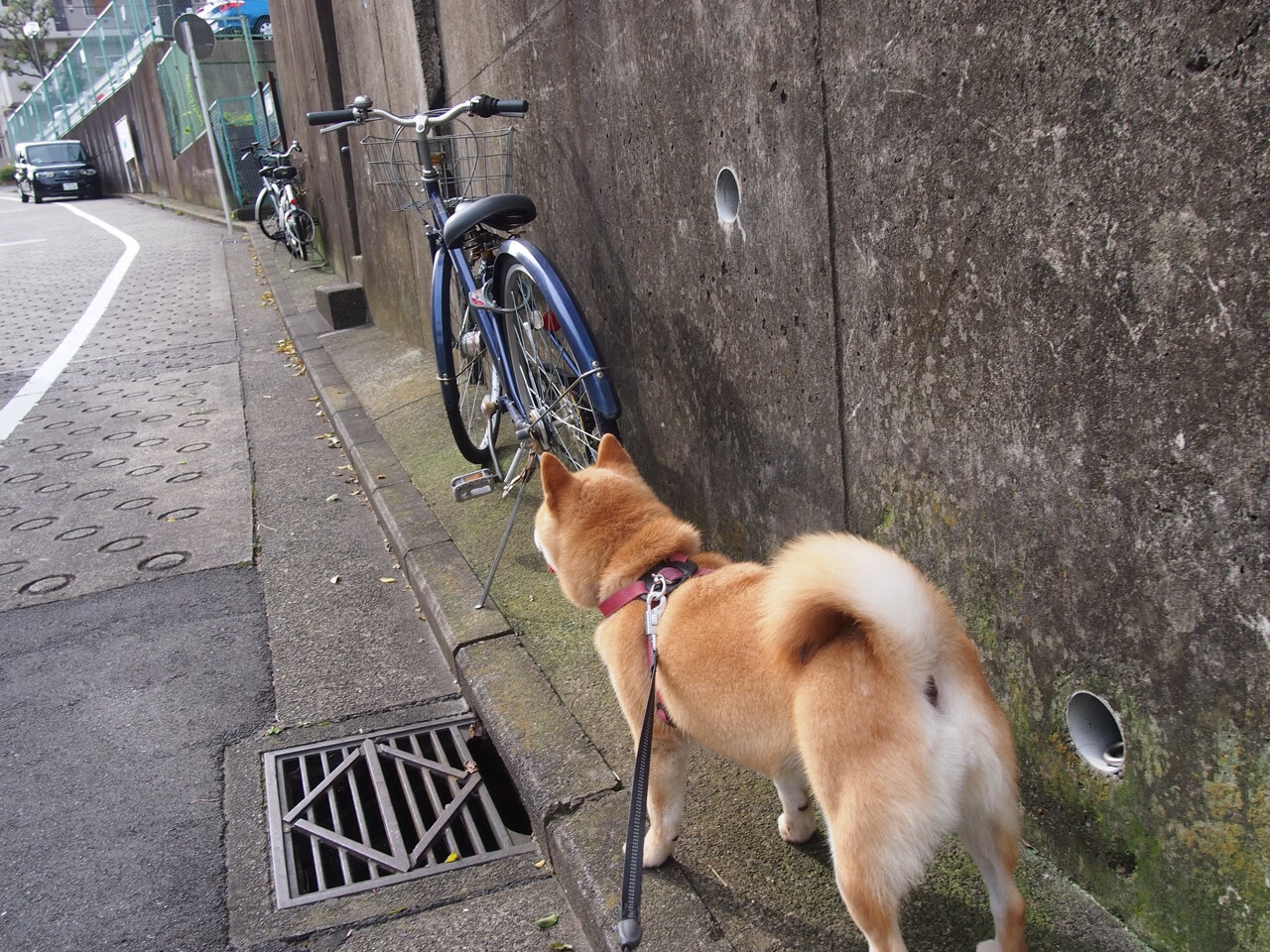 体育新闻中心发布体育类内容版权合规指南,体育新闻包括哪些内容