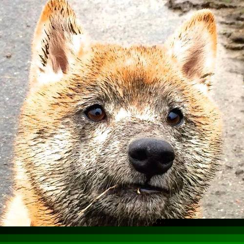 乌干达女篮在非洲锦标赛中持续突破，体育影响力不断扩大，非洲乌干达来