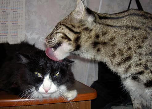 伊朗男篮在亚洲预赛中奋勇追击,冲刺奥运资格燃动激情,伊朗男篮近期战绩