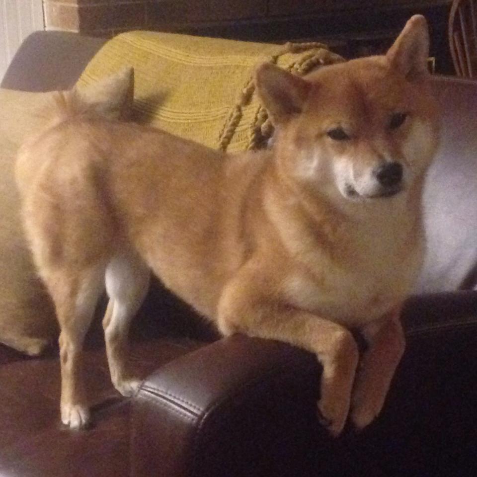 意甲超强防守：坚不可摧的铁壁反击，意甲战术强在哪里