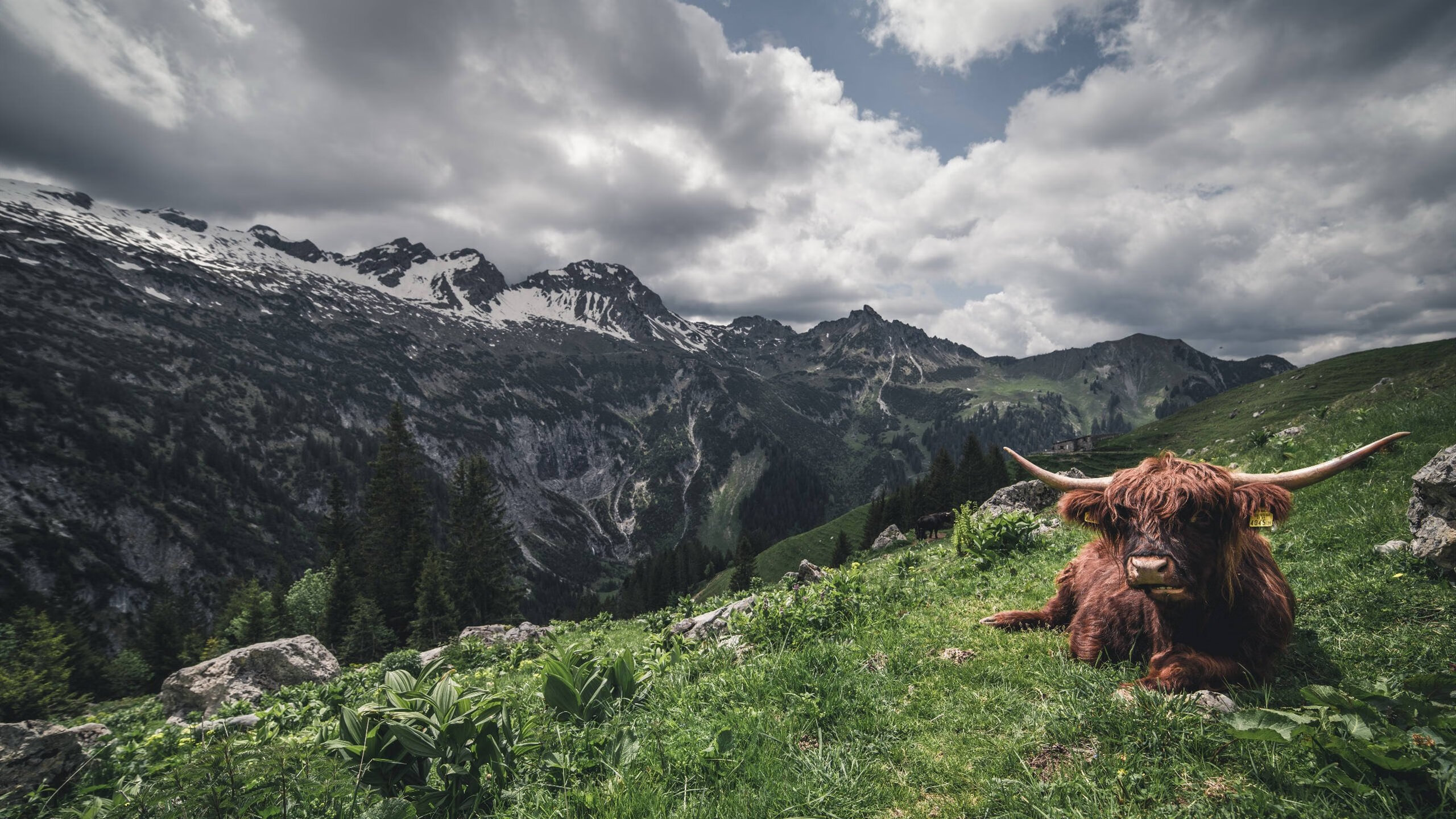 戴维·帕特森凭借精准指挥与多样战术，为袋鼠队提供制胜优势，戴维斯帕顿
