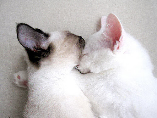 戴维·帕特森凭借精准指挥与多样战术,为袋鼠队提供制胜优势,戴维斯帕顿