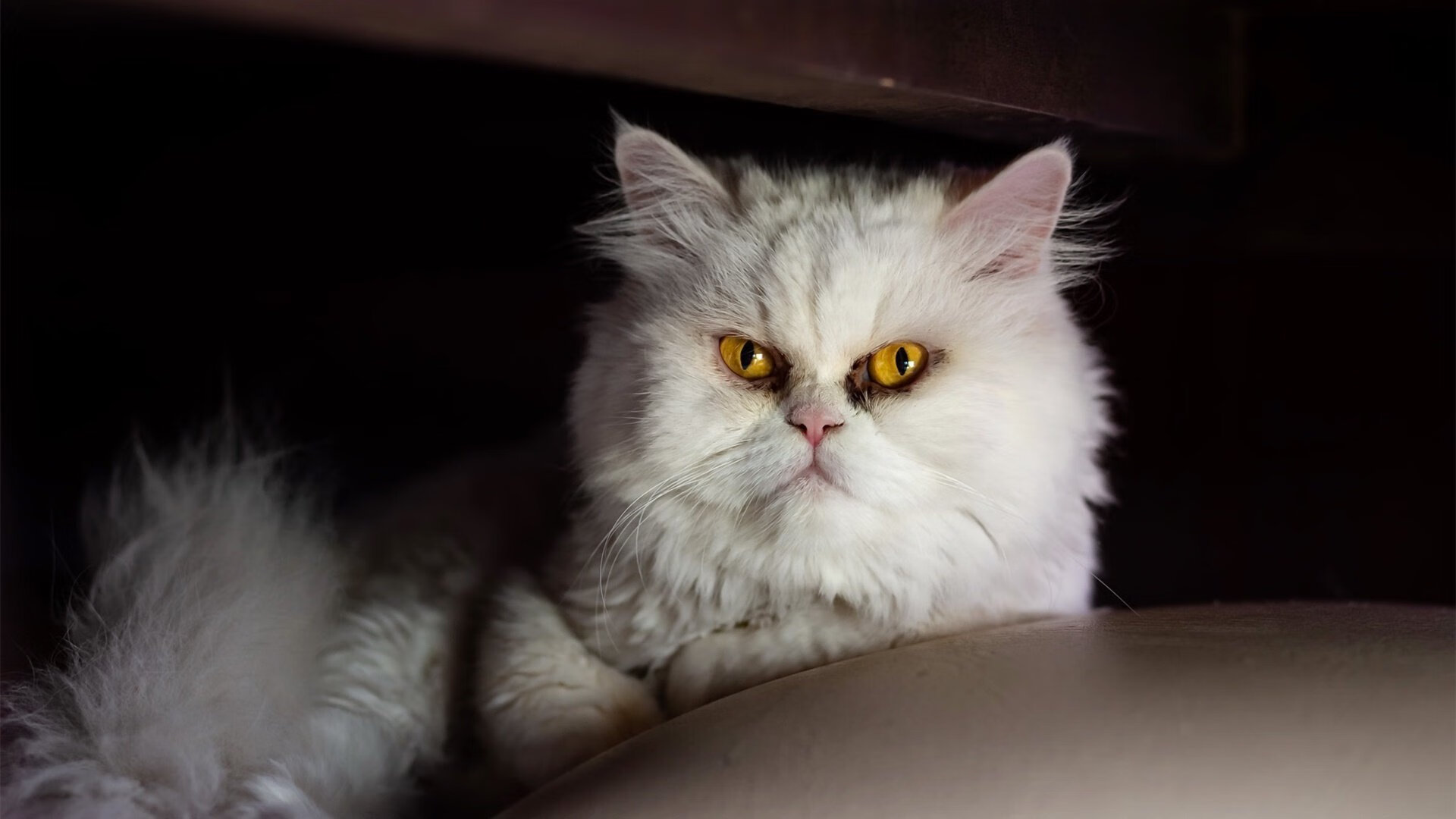 独行侠三分投篮训练引来球迷围观,独行侠队中锋