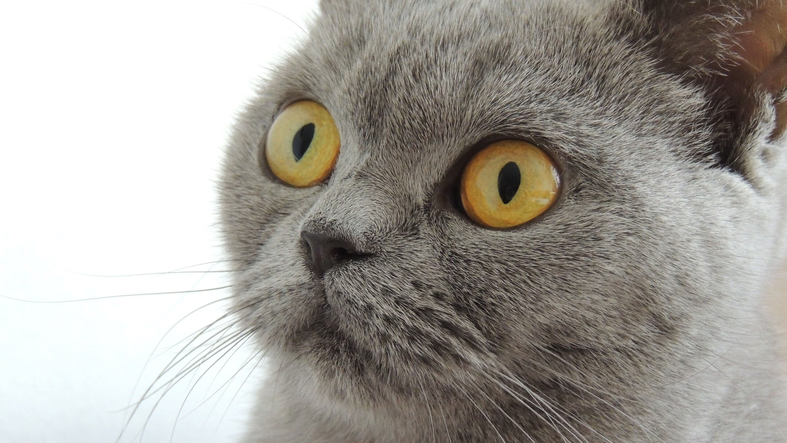 美洲杯激情巨献：个人表现点燃赛场，美洲杯精彩集锦